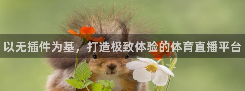 绿茵足球吧：以无插件为基，打造极致体验的体育直播平台
